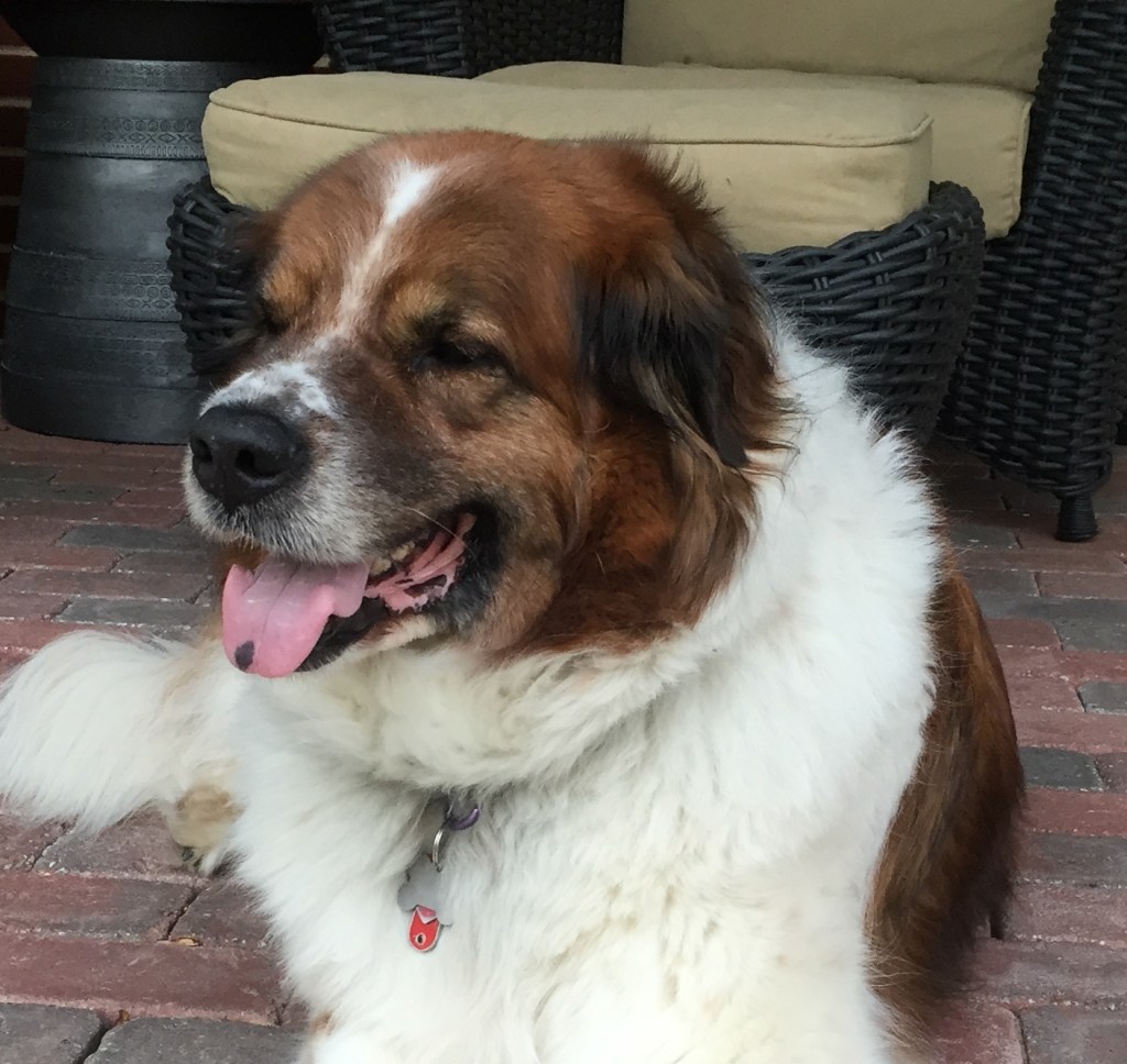 The current image has no alternative text. The file name is: img_0985-copy.jpg